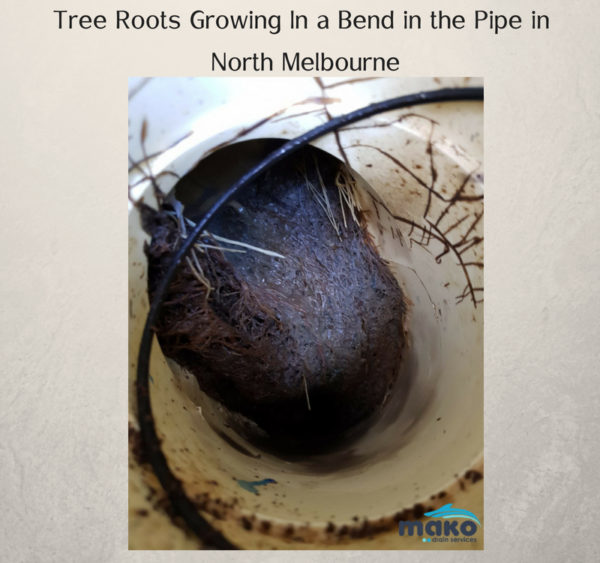 Tree Roots Growing In a Bend in the Pipe in North Melbourne